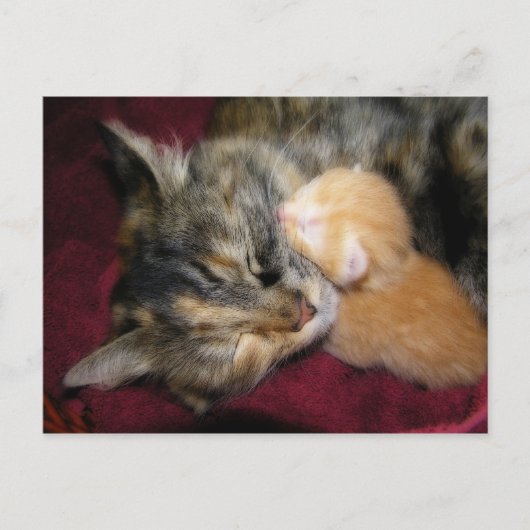 ママを愛する ポストカード (正面)