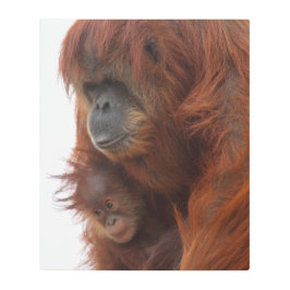 ママアンドベビーオラングタン メタルプリント