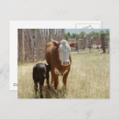 ママカウアンドカーフ ポストカード (正面/裏面)