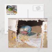 ママデクスターアンドベビールフス ポストカード (正面/裏面)