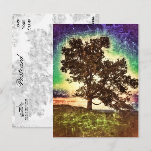 ママブナ ポストカード (正面/裏面)