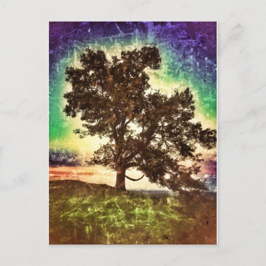 ママブナ ポストカード (正面)