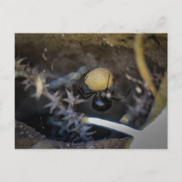 ママブラック ポストカード