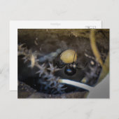 ママブラック ポストカード (正面/裏面)