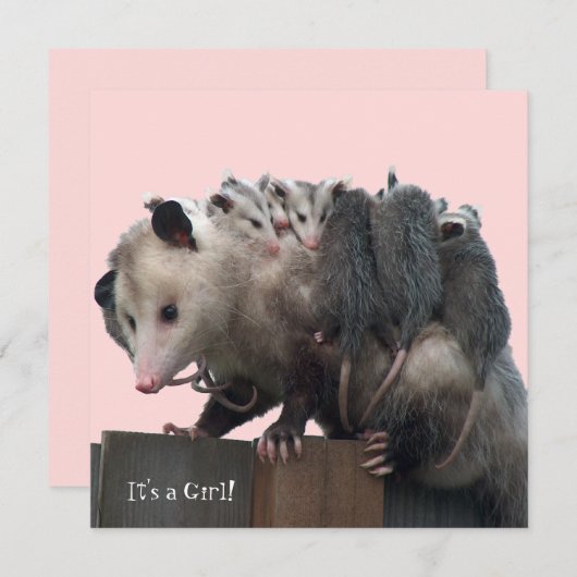 ママポッサムベビーユーモアのあるビーシャワー招待状 招待状 (正面/裏面)