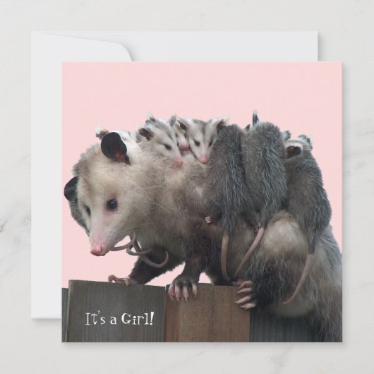 ママポッサムベビーユーモアのあるビーシャワー招待状 招待状 (正面)