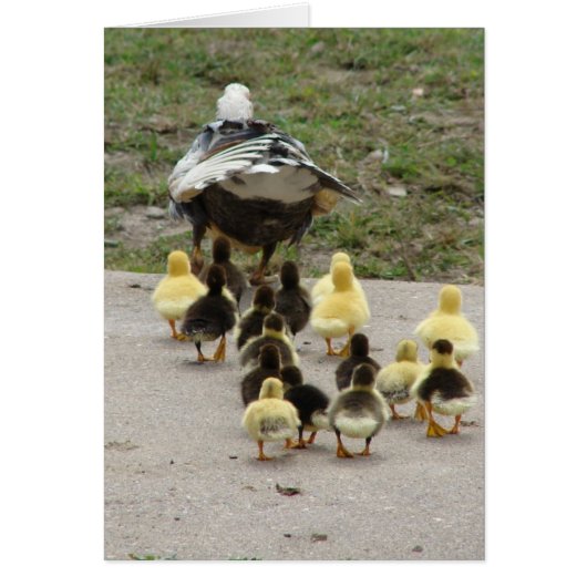 ママムスコヴィが彼女のアヒルをリード (正面)