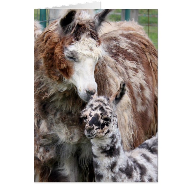 ママ及びベビーのラマのキス (正面)