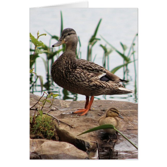 ママ及びベビー2 (正面)