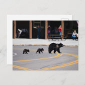 ママ熊と子牛が通りを渡る ポストカード (正面/裏面)