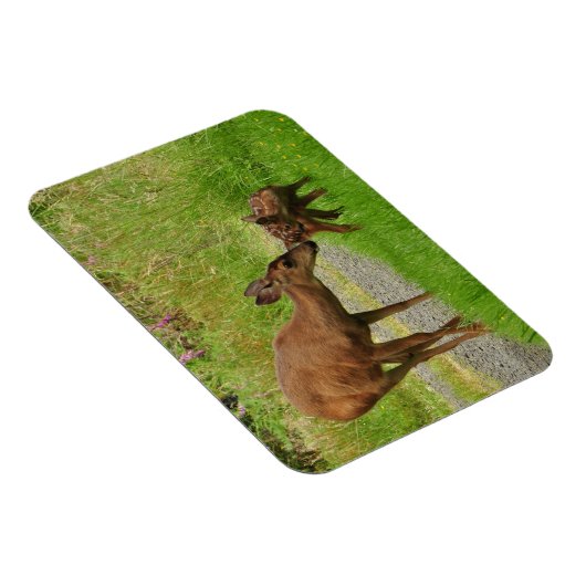 ママ鹿とその生まれたばかりの子鹿 マグネット (右側)