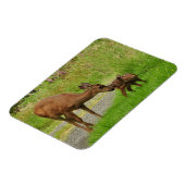 ママ鹿とその生まれたばかりの子鹿 マグネット (左側)