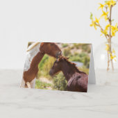 マミーキス カード (黄色い花)