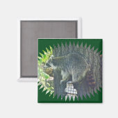マムアライグマのSuetマグネット マグネット (正面/裏面)