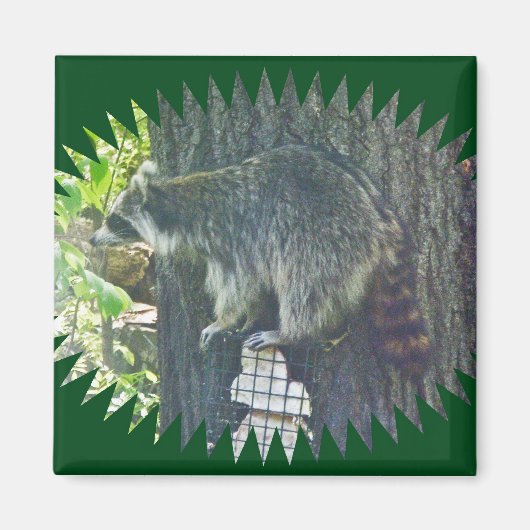 マムアライグマのSuetマグネット マグネット (正面)