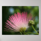 マモサ ポスター (正面)