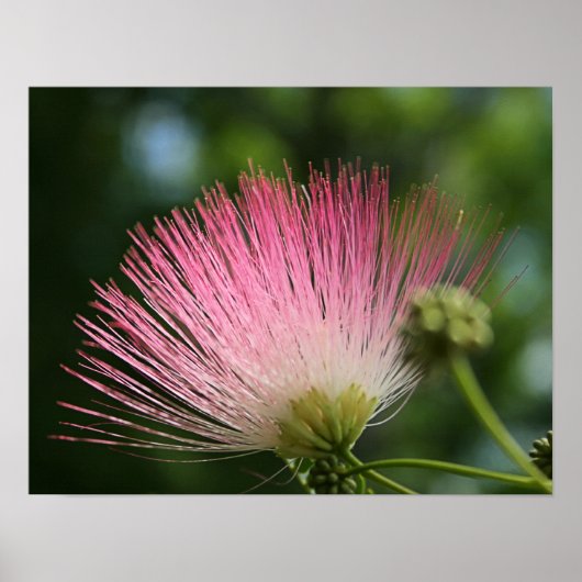 マモサ ポスター (正面)