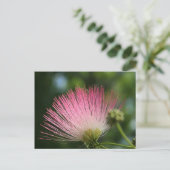 マモサ ポストカード (スタンド正面)