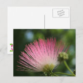 マモサ ポストカード (正面/裏面)