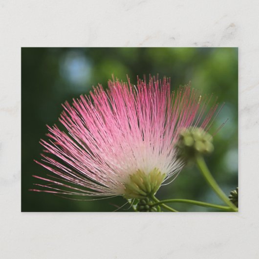 マモサ ポストカード (正面)