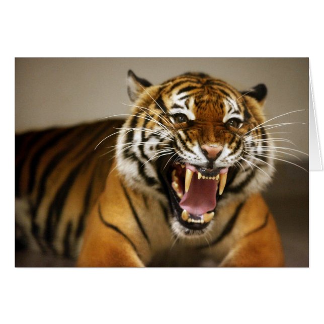 マライ区のトラ#2カード (正面横)