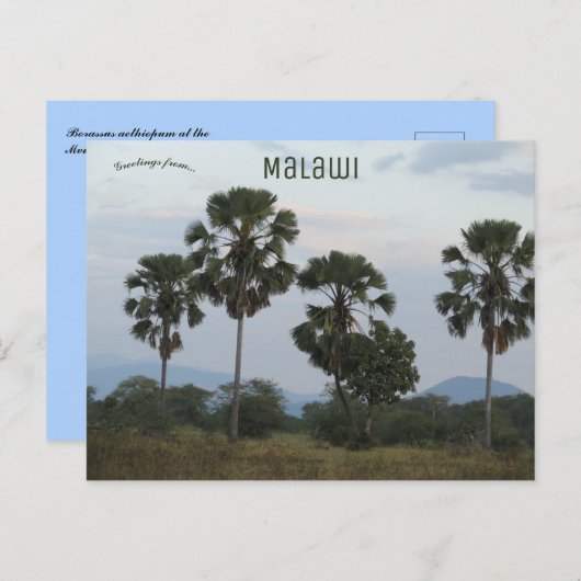 マラウイのMvuuキャンプでボラススエティオウムパーム ポストカード (正面/裏面)