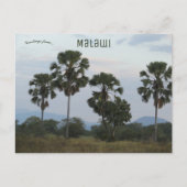 マラウイのMvuuキャンプでボラススエティオウムパーム ポストカード (正面)