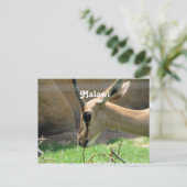 マラウイガゼル ポストカード (スタンド正面)