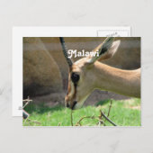 マラウイガゼル ポストカード (正面/裏面)