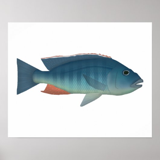 マラウイ・ホーク ポスター (正面)