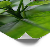 マラカイト蝶 ポスター (角)