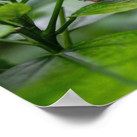 マラカイト蝶 ポスター (角)