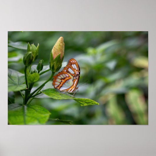 マラカイト蝶 ポスター (正面)