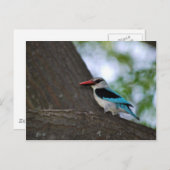 マラカイトKingfisher南アフリカ ポストカード (正面/裏面)