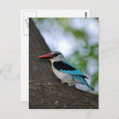 マラカイトKingfisher南アフリカ ポストカード (正面/裏面)