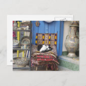 マラケシュ猫 ポストカード (正面/裏面)