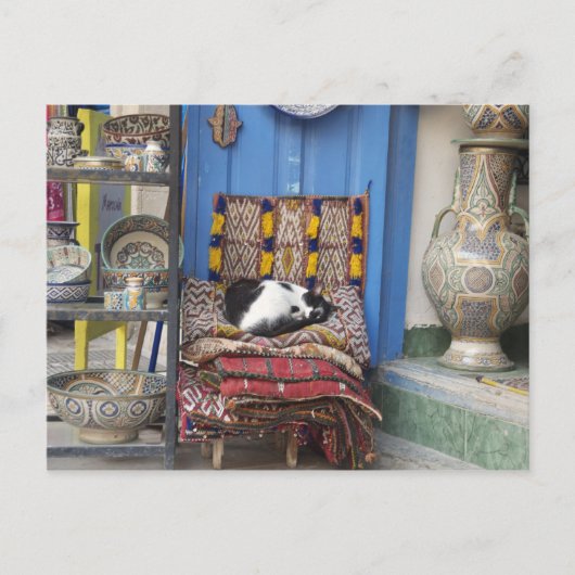 マラケシュ猫 ポストカード (正面)