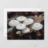 マラスミウスロキュラハガキ ポストカード (正面/裏面)