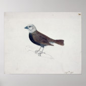 マラッカクロスビーク ポスター (正面)