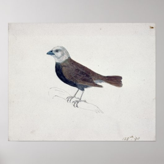 マラッカクロスビーク ポスター (正面)