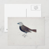 マラッカクロスビーク ポストカード (正面/裏面)