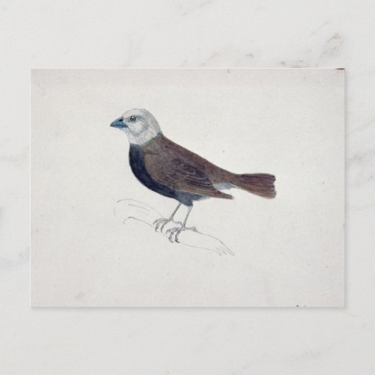 マラッカクロスビーク ポストカード (正面)