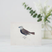 マラッカクロスビーク ポストカード (スタンド正面)