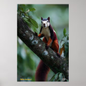 マラバーの巨大リス ポスター (正面)