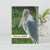 マラブー カスタム インビテーション (スタンド正面)