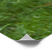 マラブー ポスター (角)