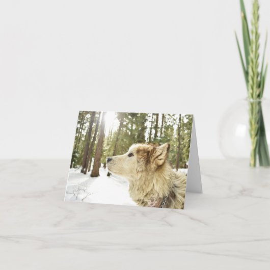 マラミュートの雪の森 シーズンカード (正面)