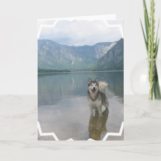 マラミュート犬の挨拶状 カード (正面)