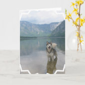 マラミュート犬の挨拶状 カード (黄色い花)