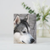 マラムート写真はがき ポストカード (スタンド正面)